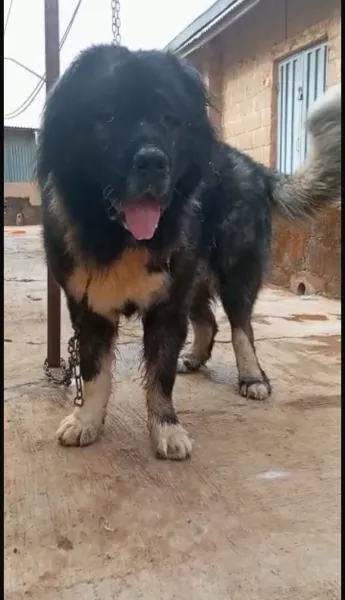 Caucasian shepherd available for stud service