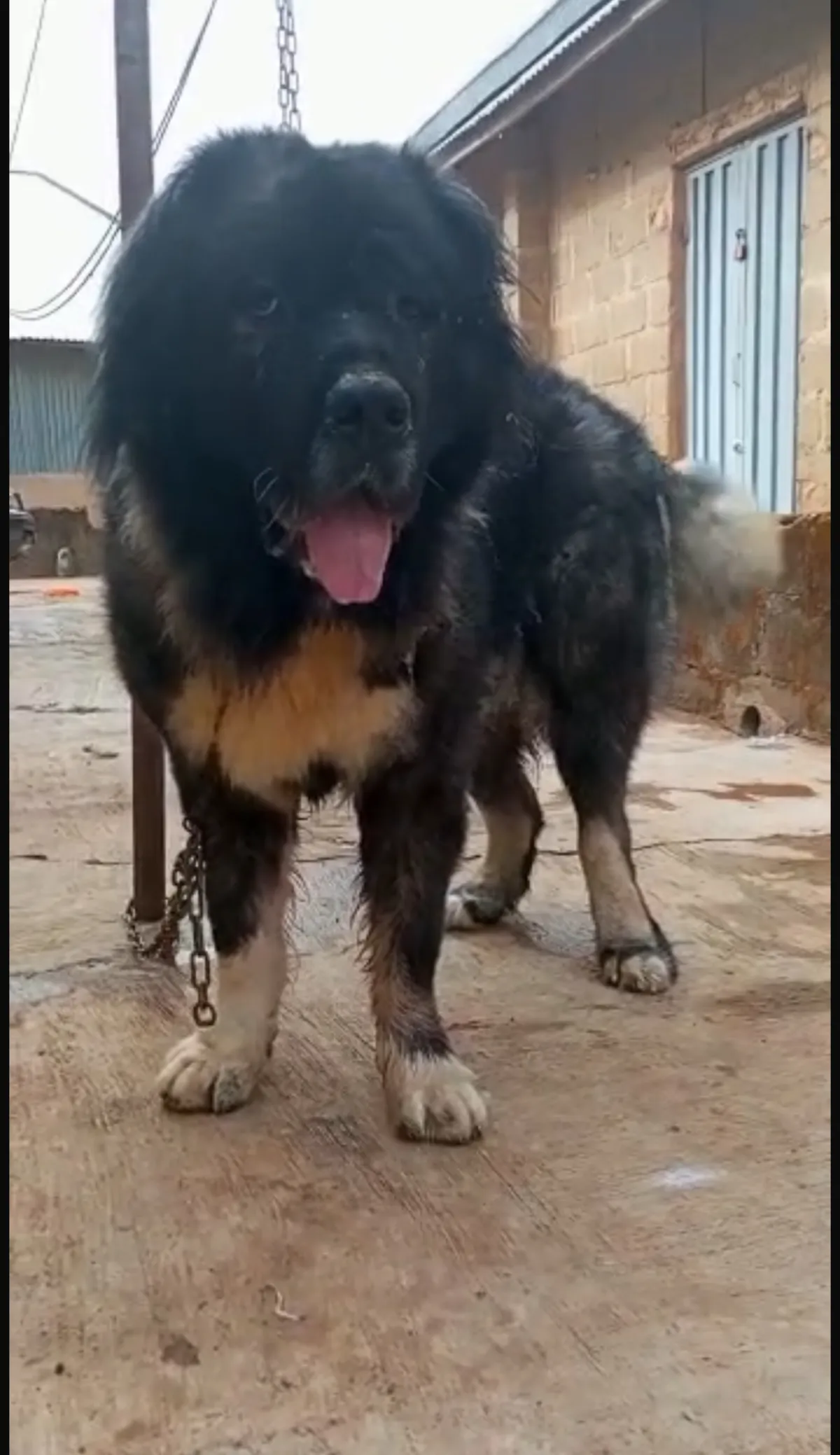 Caucasian shepherd available for stud service - Image 2