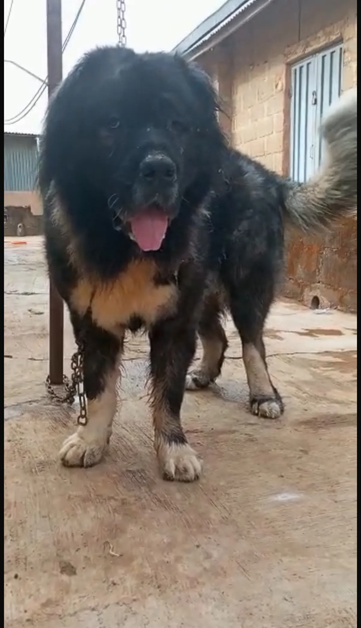 Caucasian shepherd available for stud service - Image 3