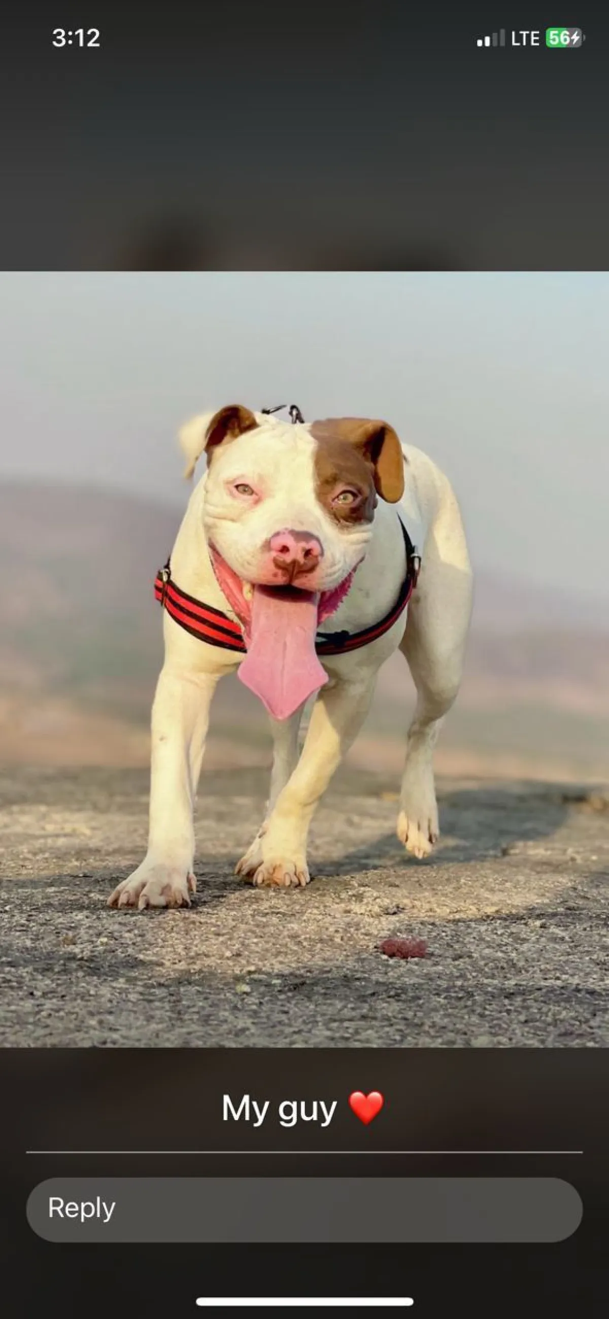 Pit bull terrier available for stud service - Image 1