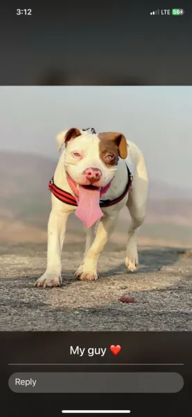 Pit bull terrier available for stud service
