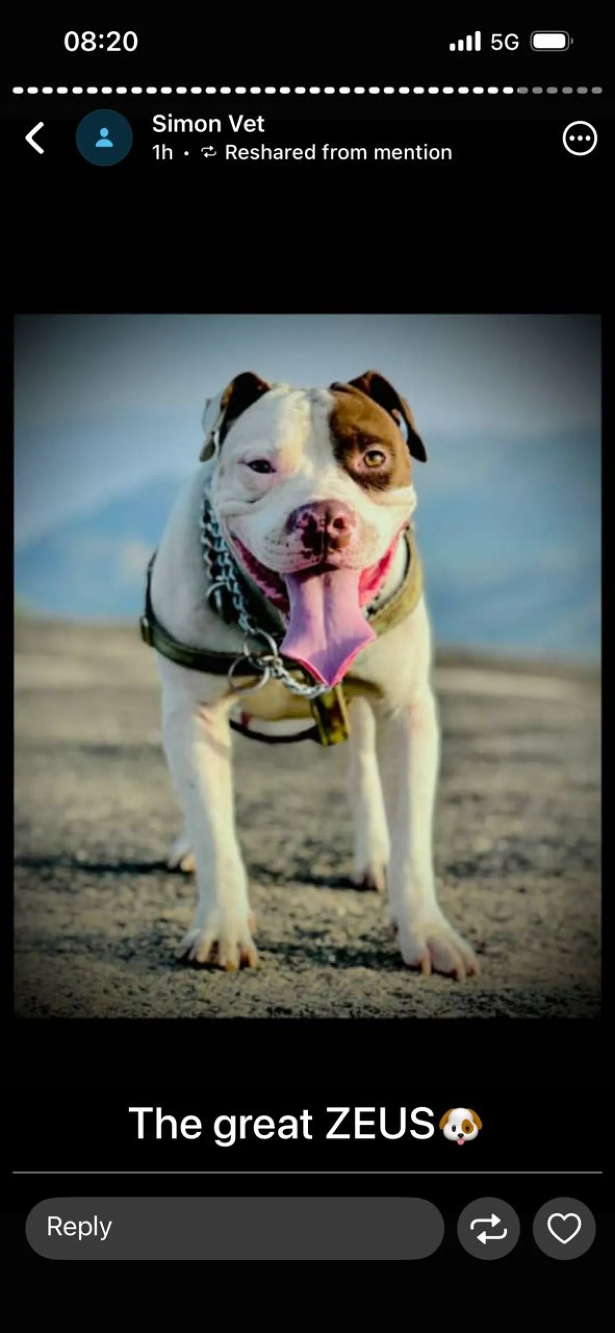 Pit bull terrier available for stud service - Image 2
