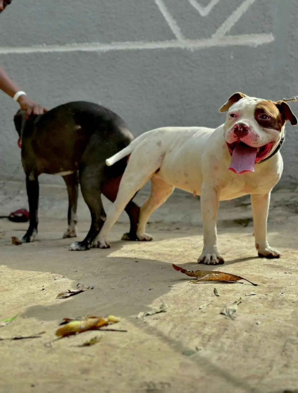 Pit bull terrier available for stud service - Image 3