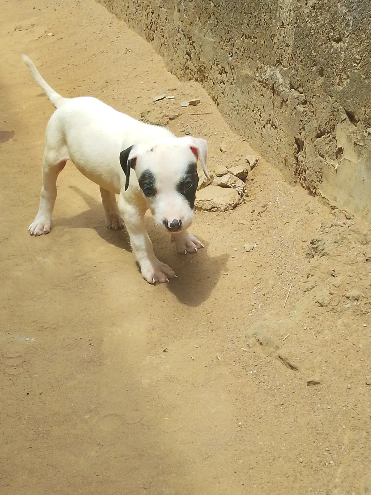 Dog's - Image 3
