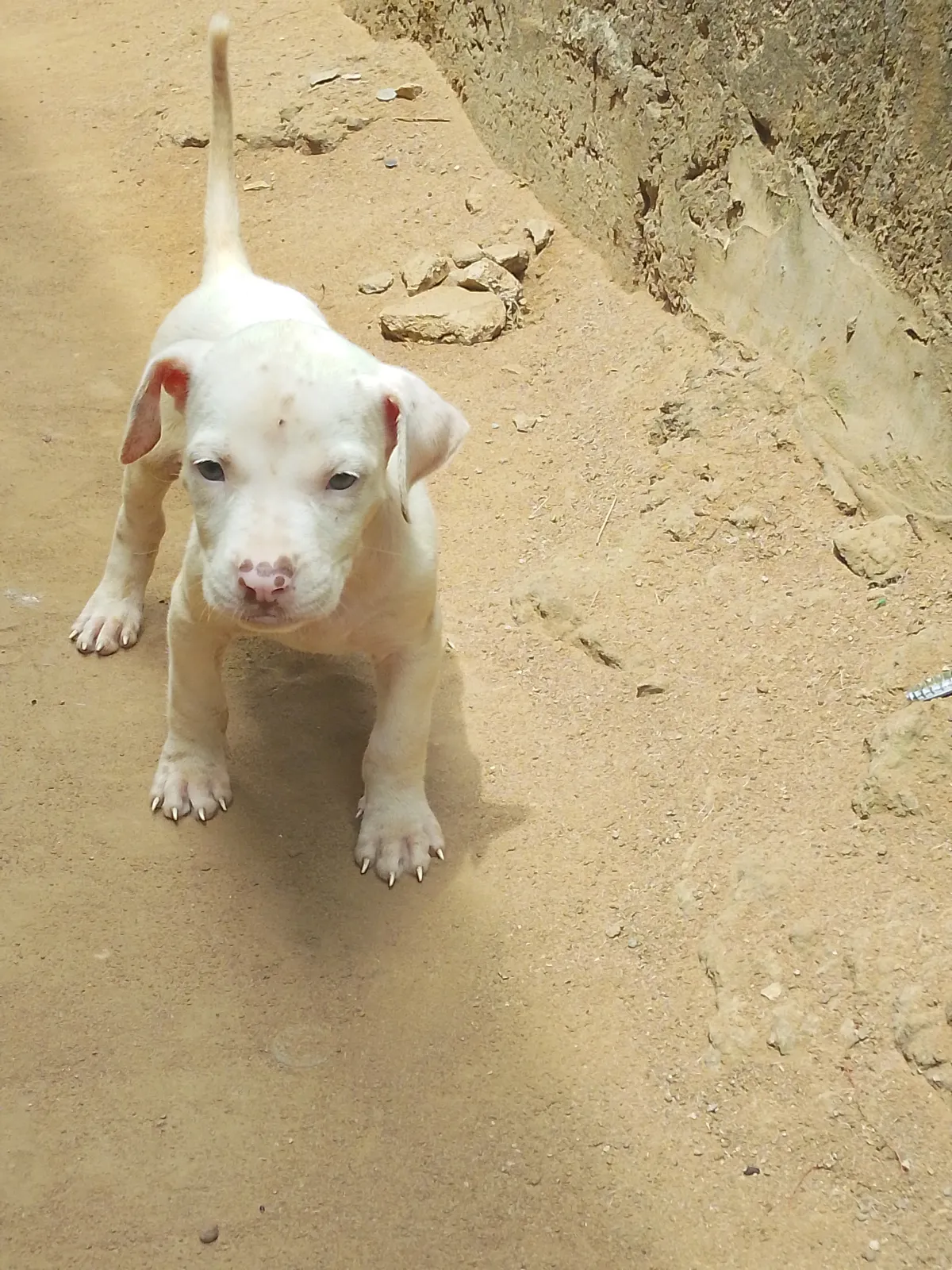 Dog's - Image 4