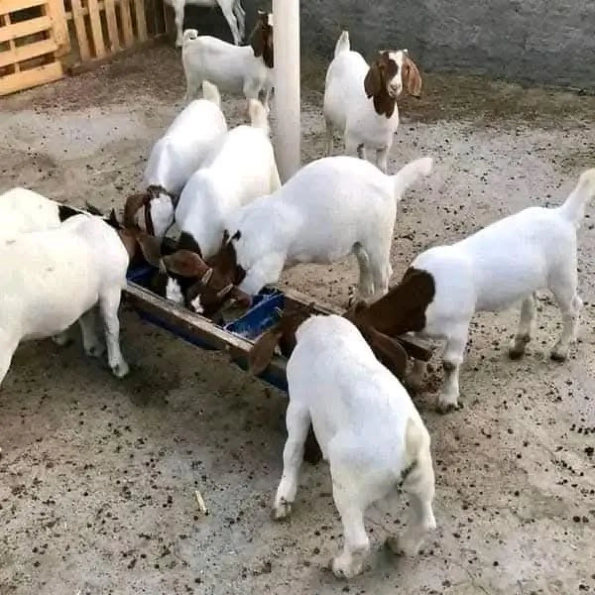Boer goats breeding - Image 1