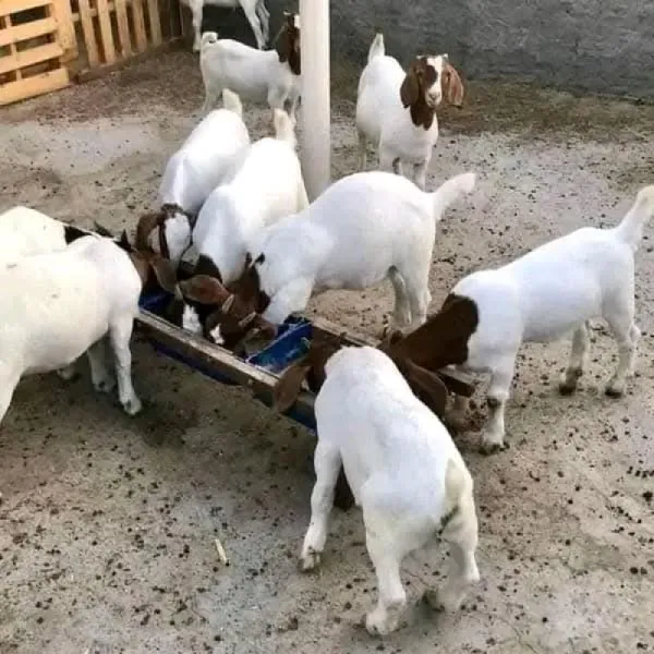 Boer goats breeding