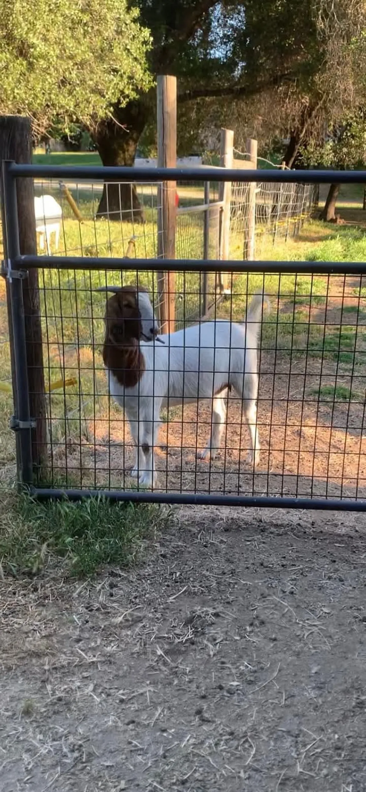 Boer goats breeding - Image 2