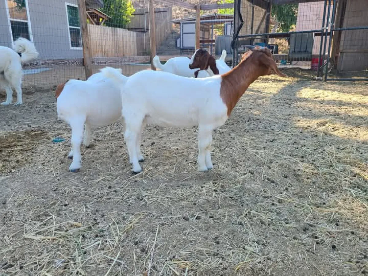 Boer goats breeding - Image 3