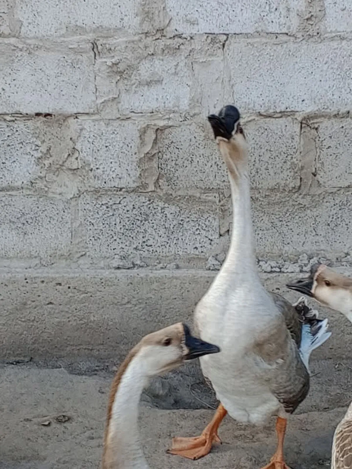 Geese birds - Image 2
