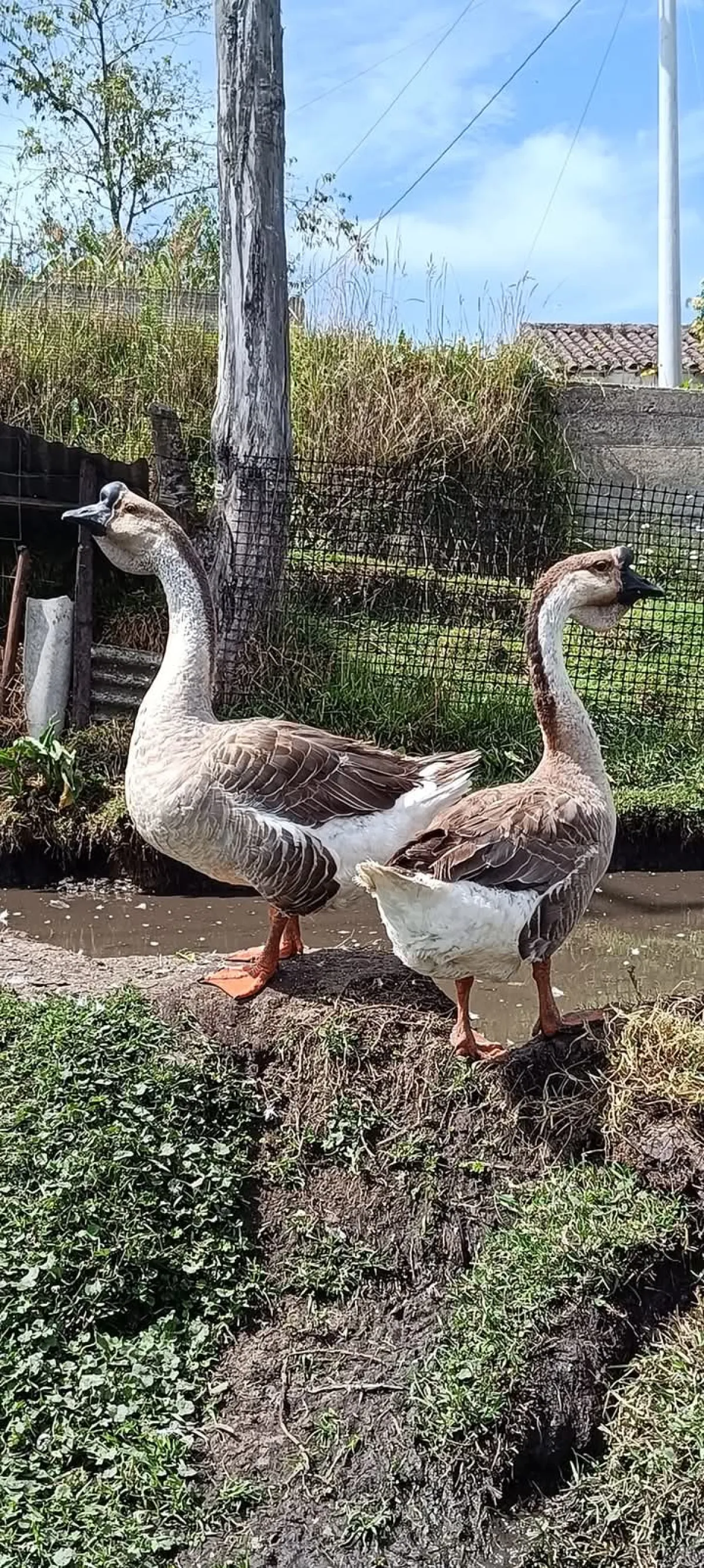 Geese birds - Image 3