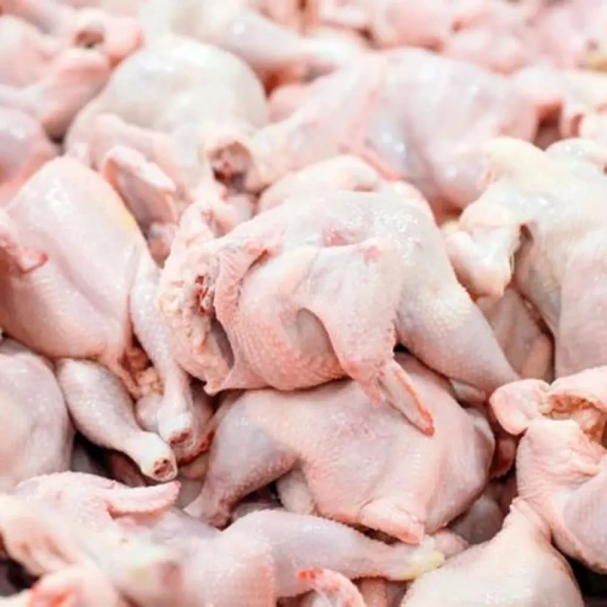 A FRESH AND HYGIENICALLY PROCESSED FROZEN CHICKEN - Image 4