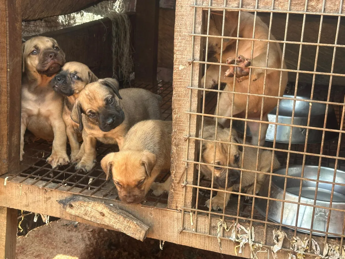 Solid Boerboel Puppies Available for Rehoming! - Image 1