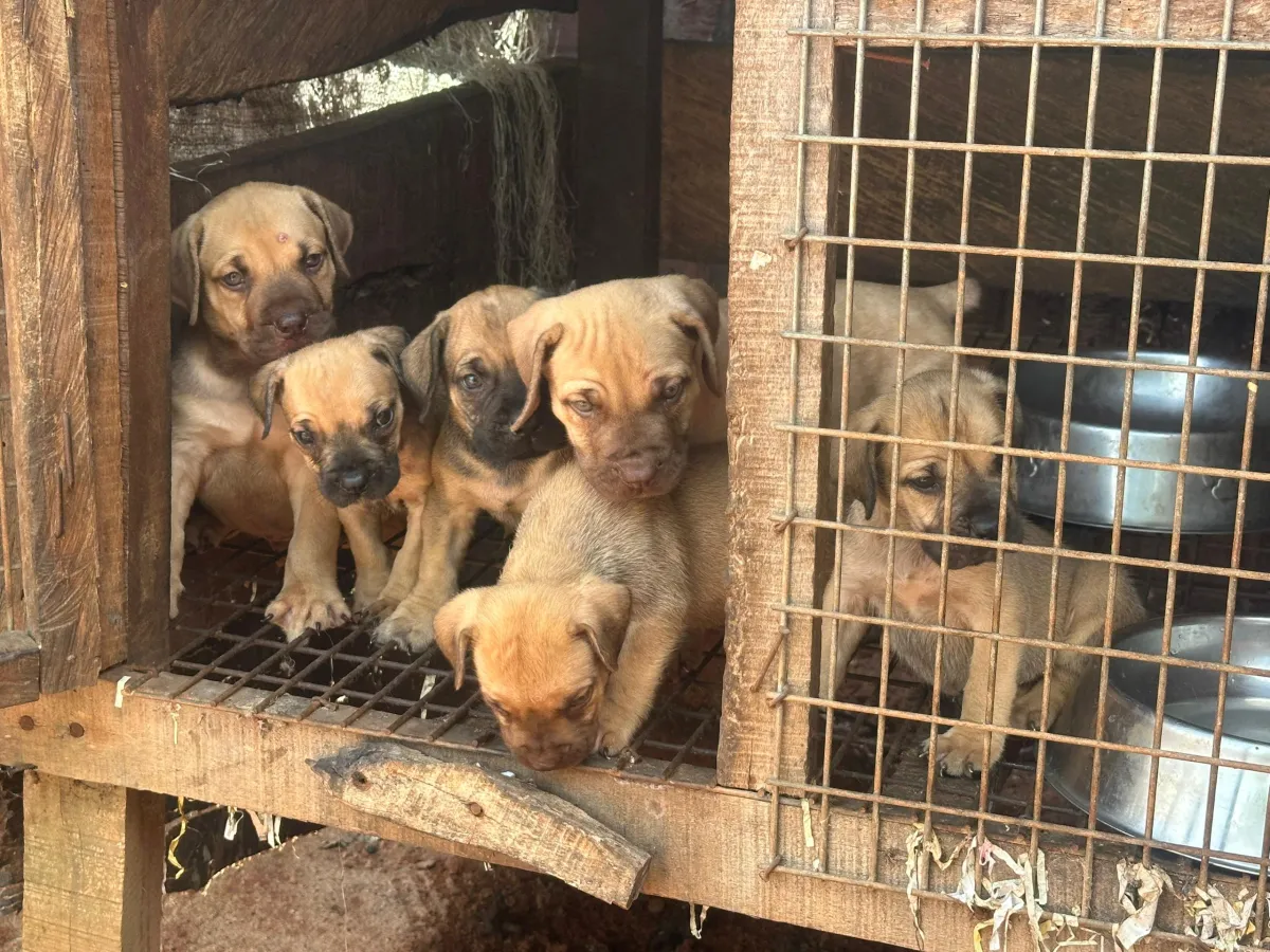 Solid Boerboel Puppies Available for Rehoming! - Image 2