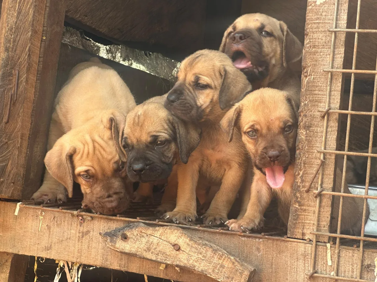 Solid Boerboel Puppies Available for Rehoming! - Image 5