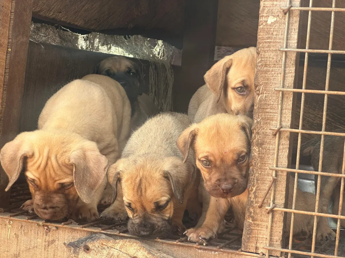 Solid Boerboel Puppies Available for Rehoming! - Image 6