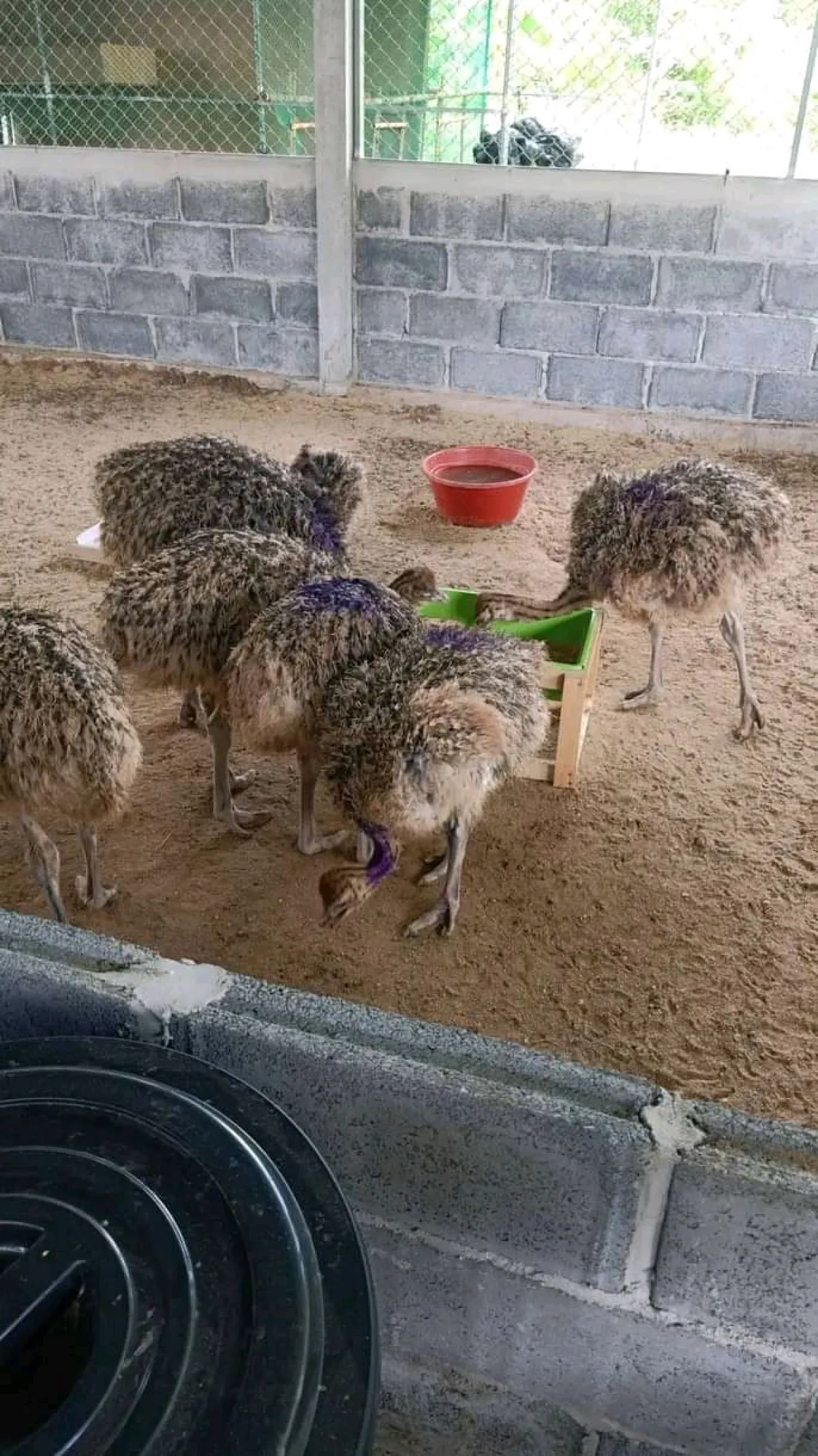 More for ostrich - Image 4