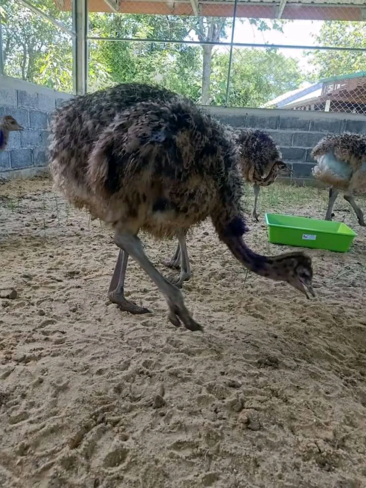 More for ostrich - Image 5
