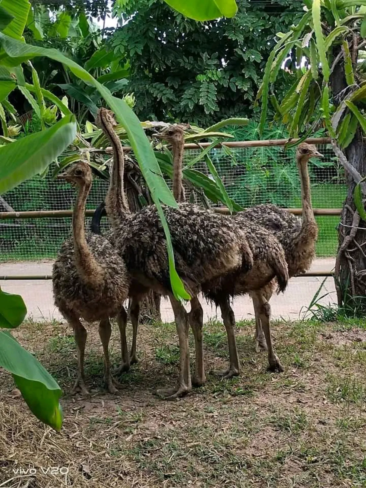 More for ostrich - Image 6