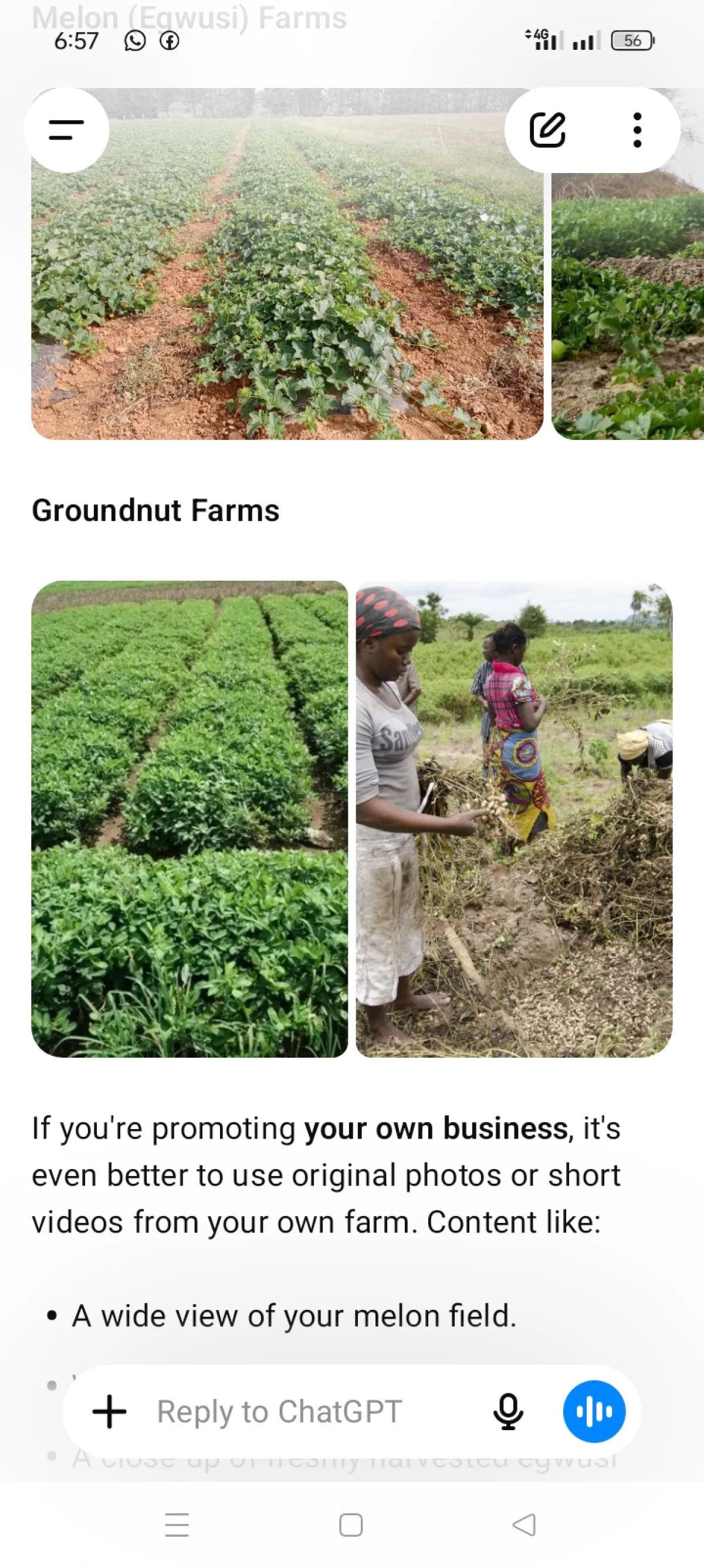 Freshly harvested groundnut in bags - Image 1
