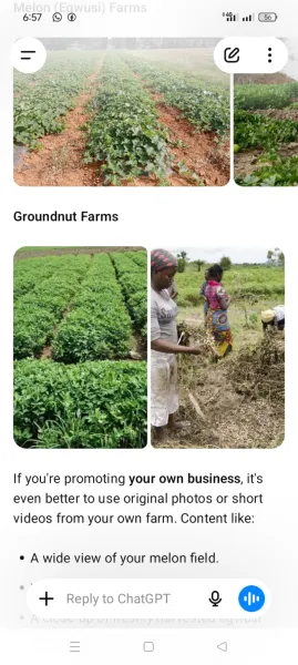 Freshly harvested groundnut in bags
