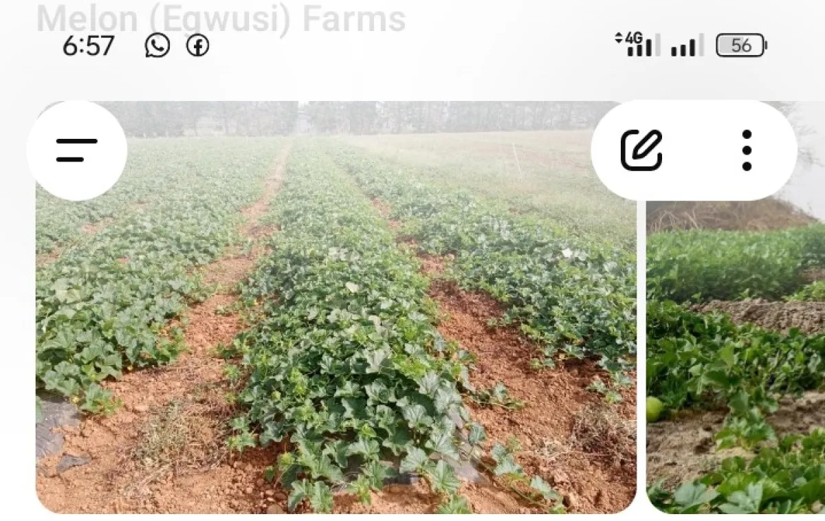 Freshly harvested groundnut in bags - Image 2