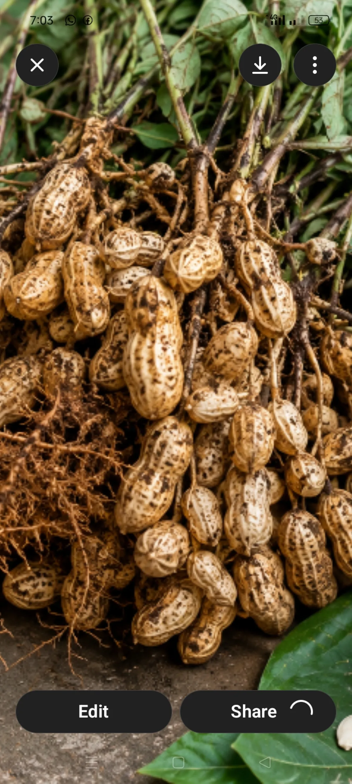 Freshly harvested groundnut in bags - Image 3