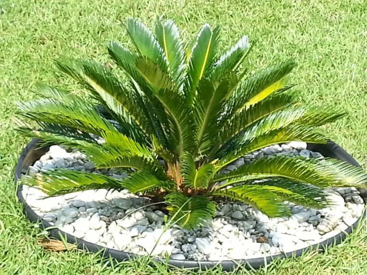 Landscaping service - Image 1