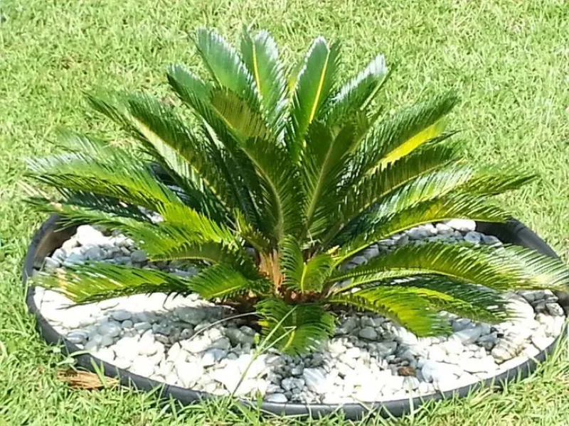 Landscaping service