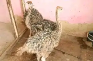 Papuzijoseph