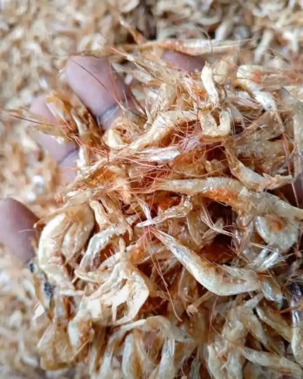 Oron Crayfish - Image 3