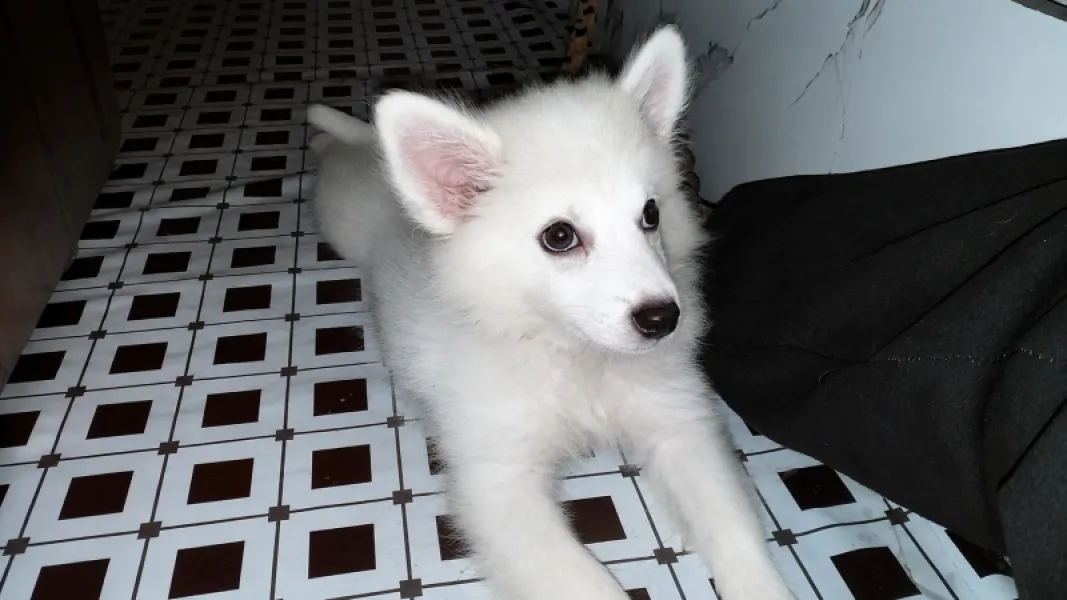 Fully vaccinated female Eskimo