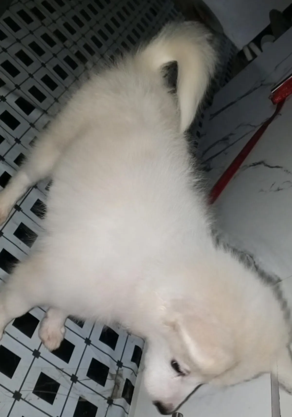 Fully vaccinated female Eskimo - Image 2