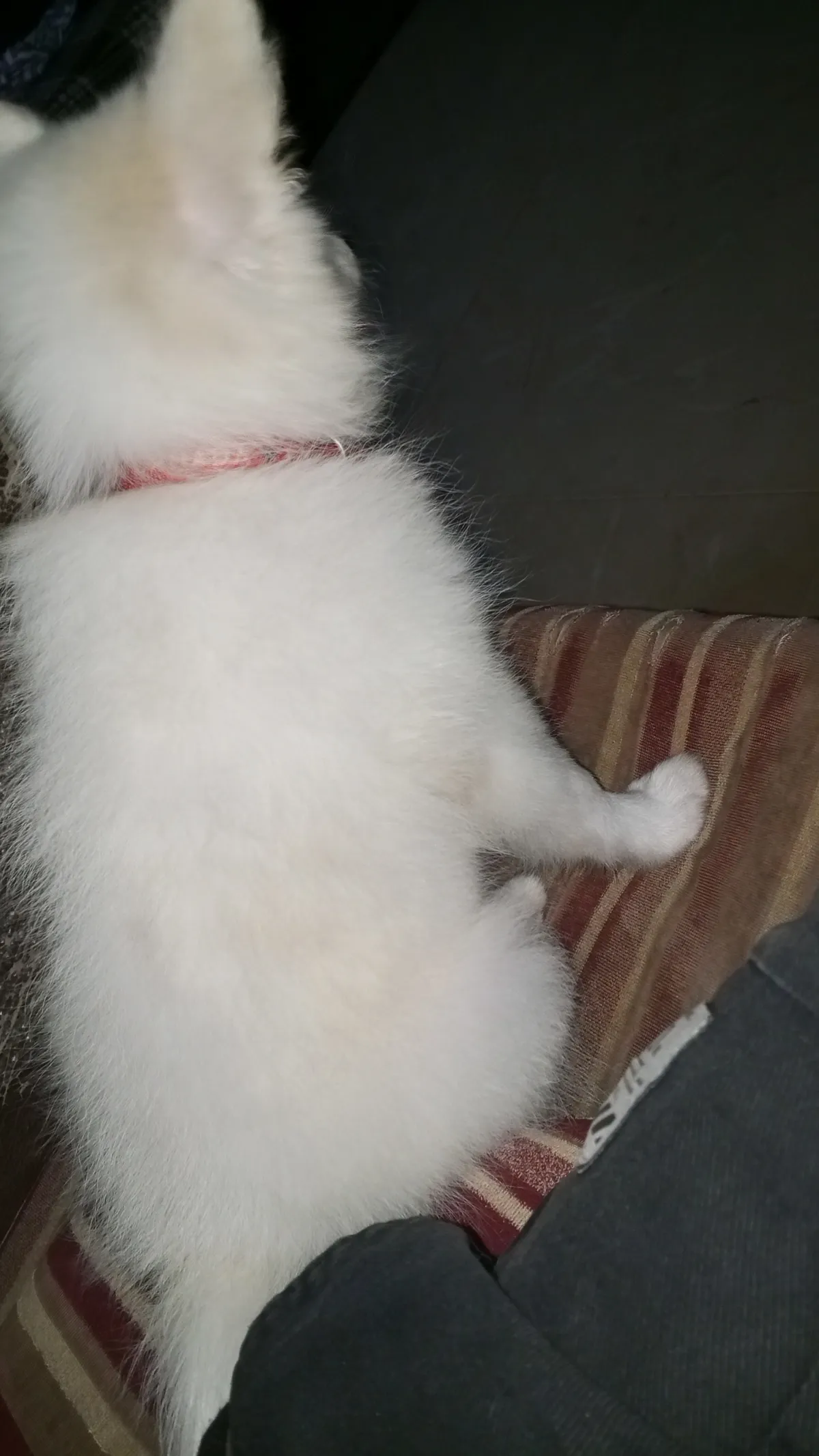 Fully vaccinated female Eskimo - Image 3
