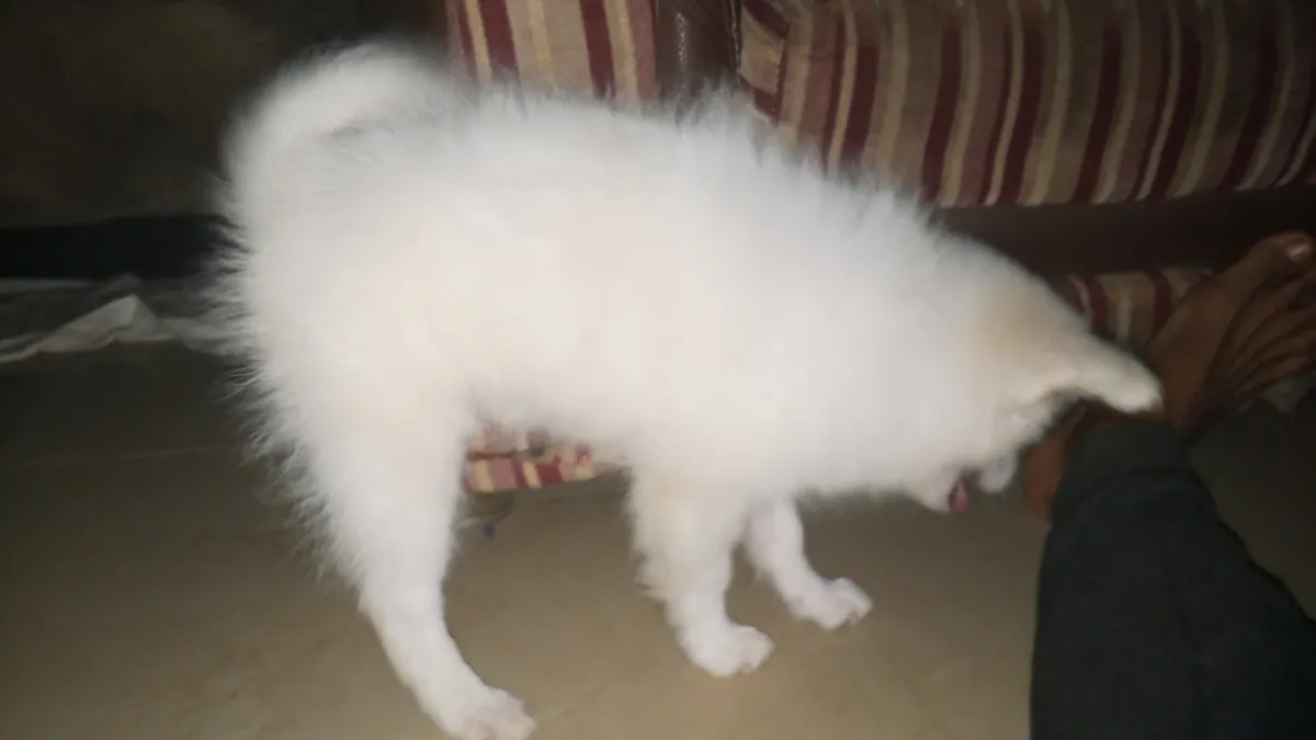 Fully vaccinated female Eskimo - Image 4