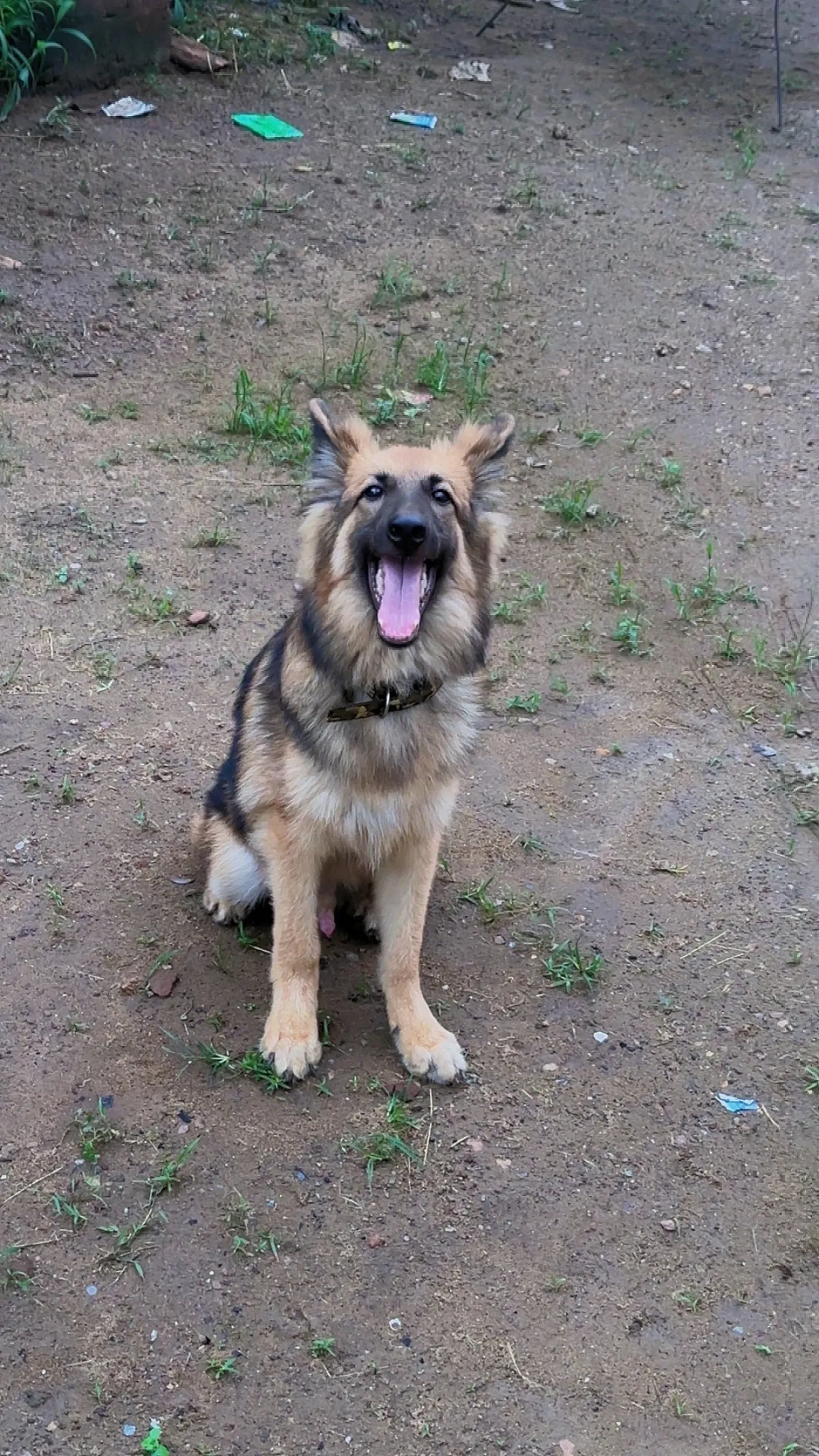 Healthy 8 months Male German Shepherd for Sale - Image 1