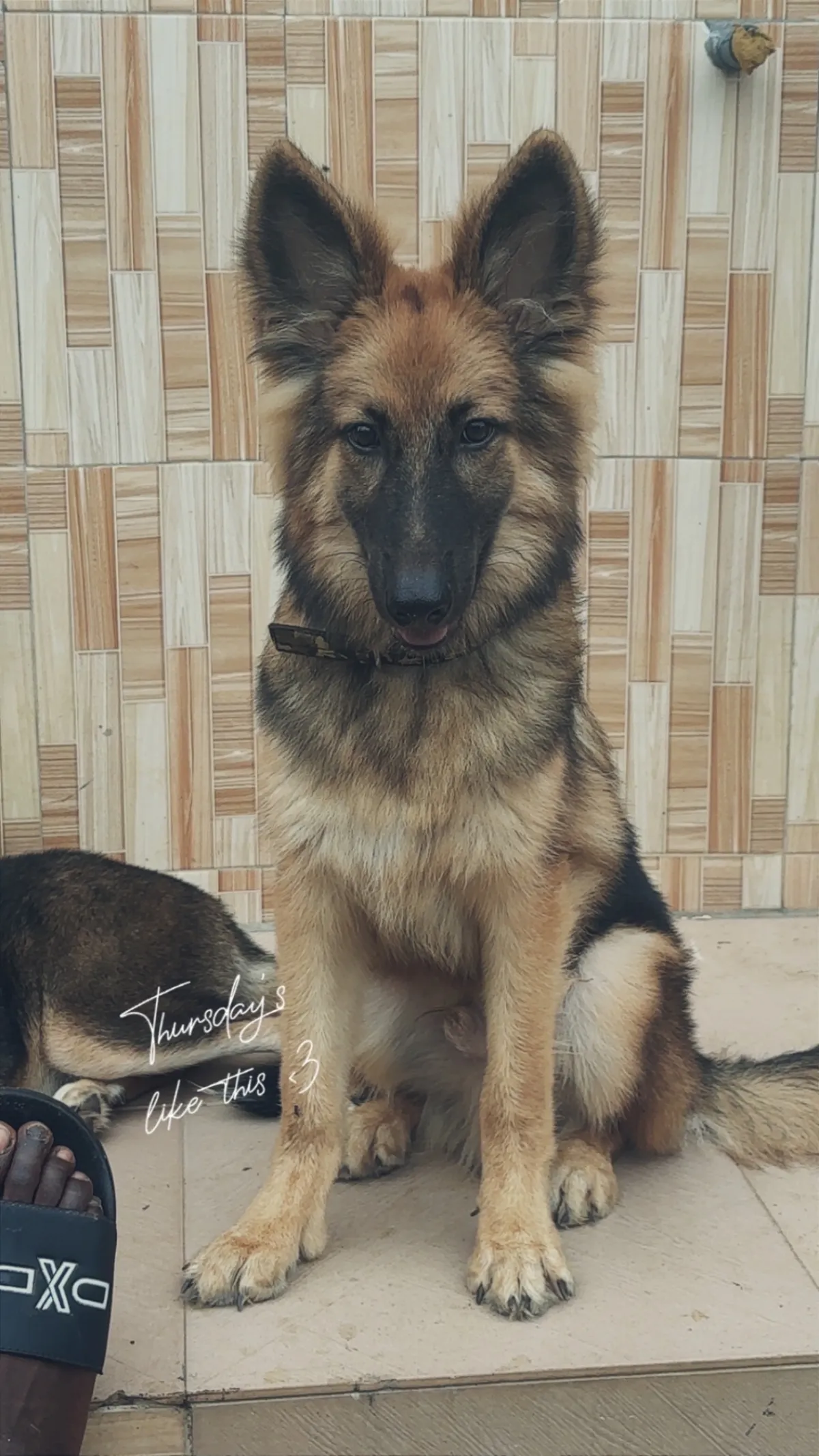 Healthy 8 months Male German Shepherd for Sale - Image 3