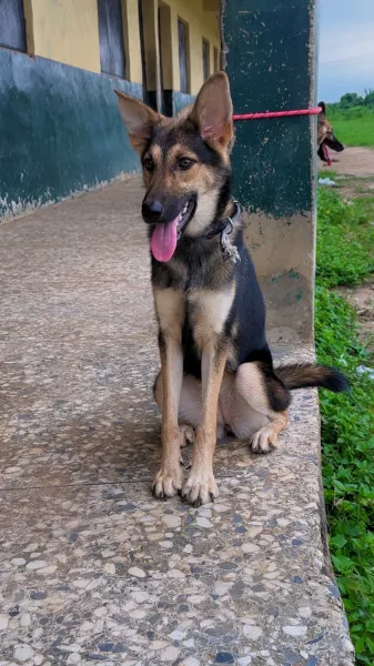 Healthy 8 months female German Shepherd for Sale