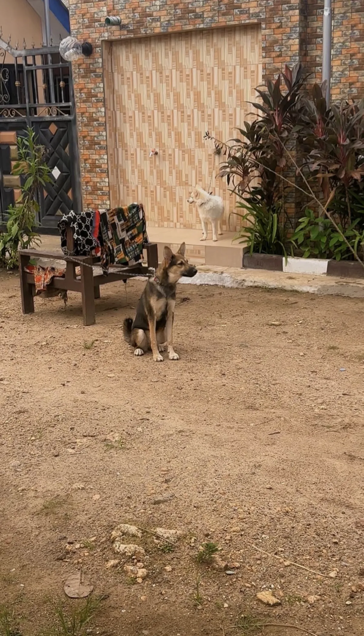 Healthy 8 months female German Shepherd for Sale - Image 2