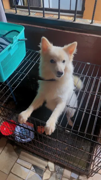 7 months old male American Eskimo available for sale