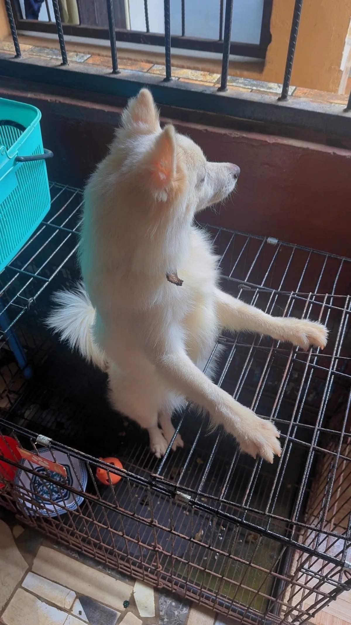 7 months old male American Eskimo available for sale - Image 2