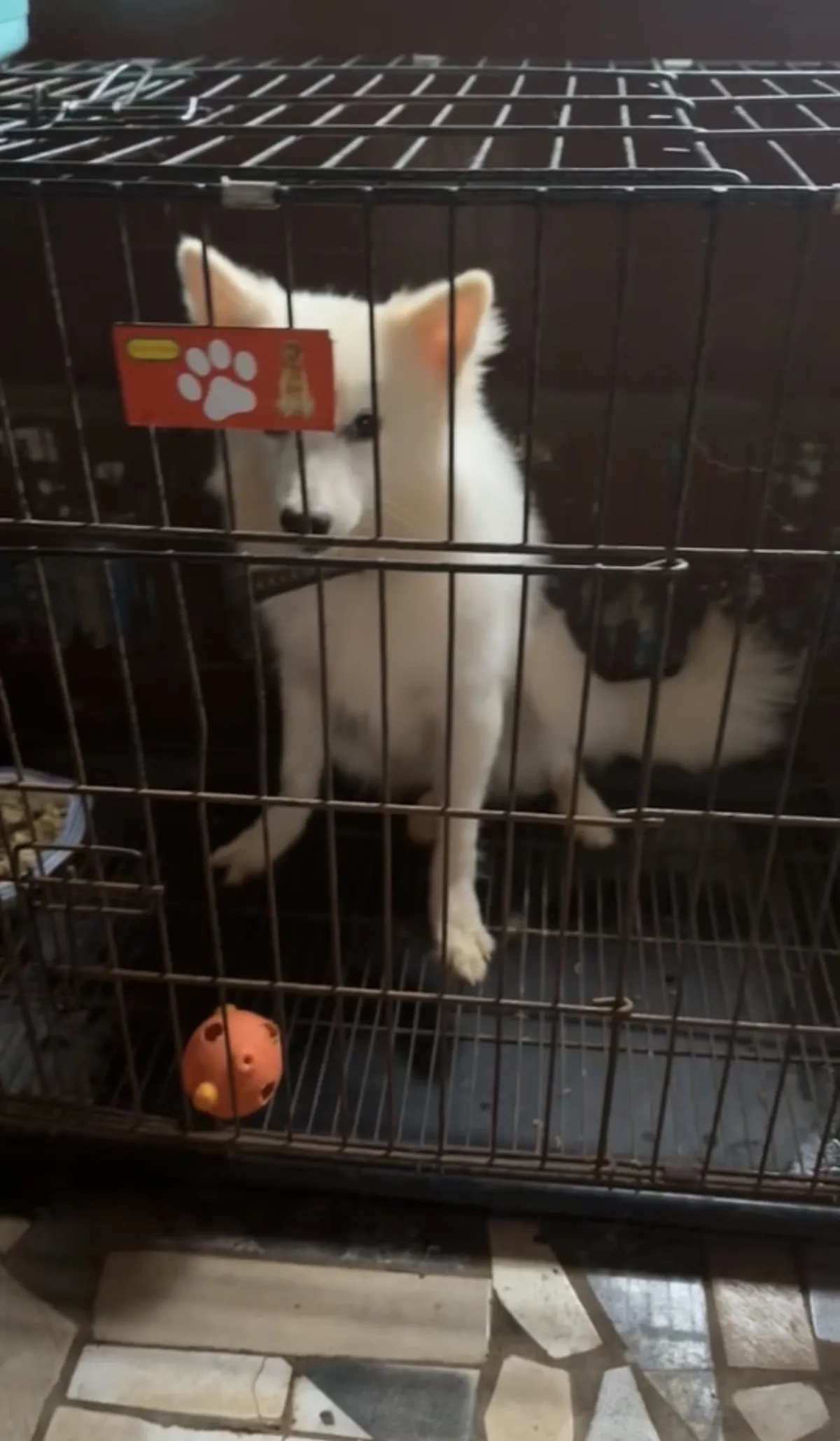 7 months old male American Eskimo available for sale - Image 3