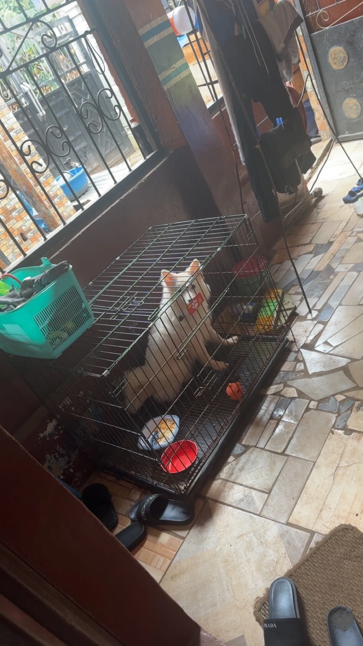 collapsible Dog Cage for Sale - Image 2