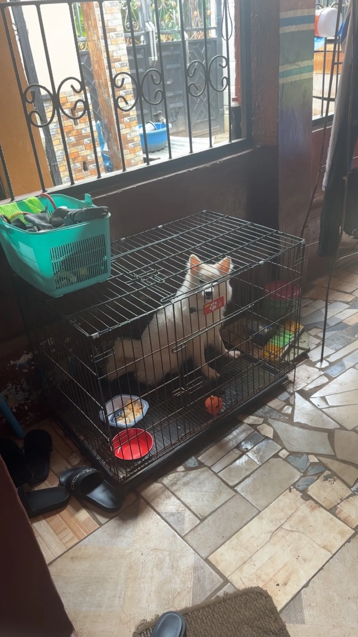 collapsible Dog Cage for Sale - Image 3