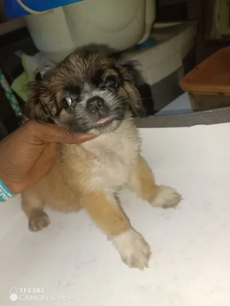 PURE BREED PUPPIES FOR SALE