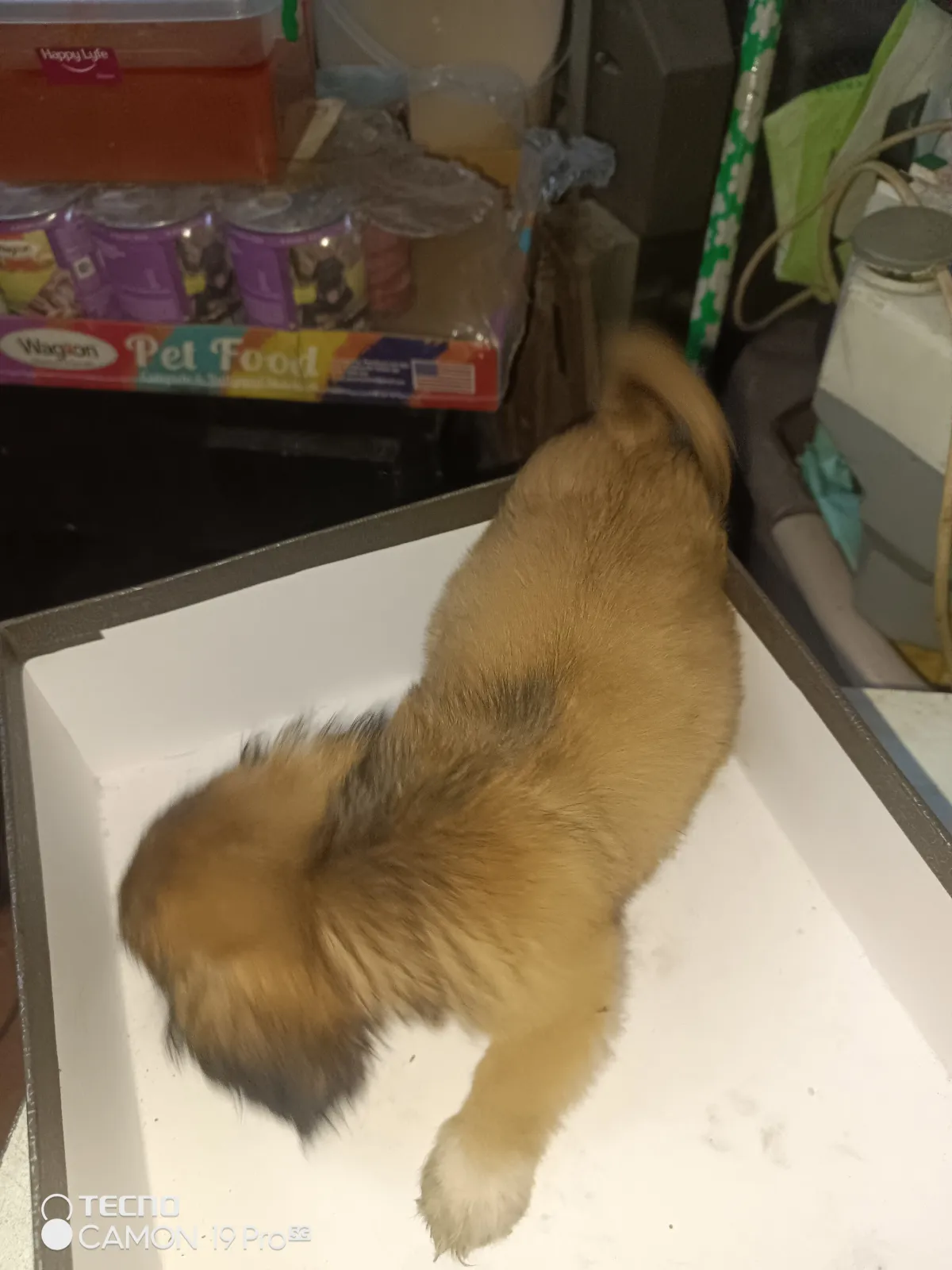 PURE BREED PUPPIES FOR SALE - Image 2
