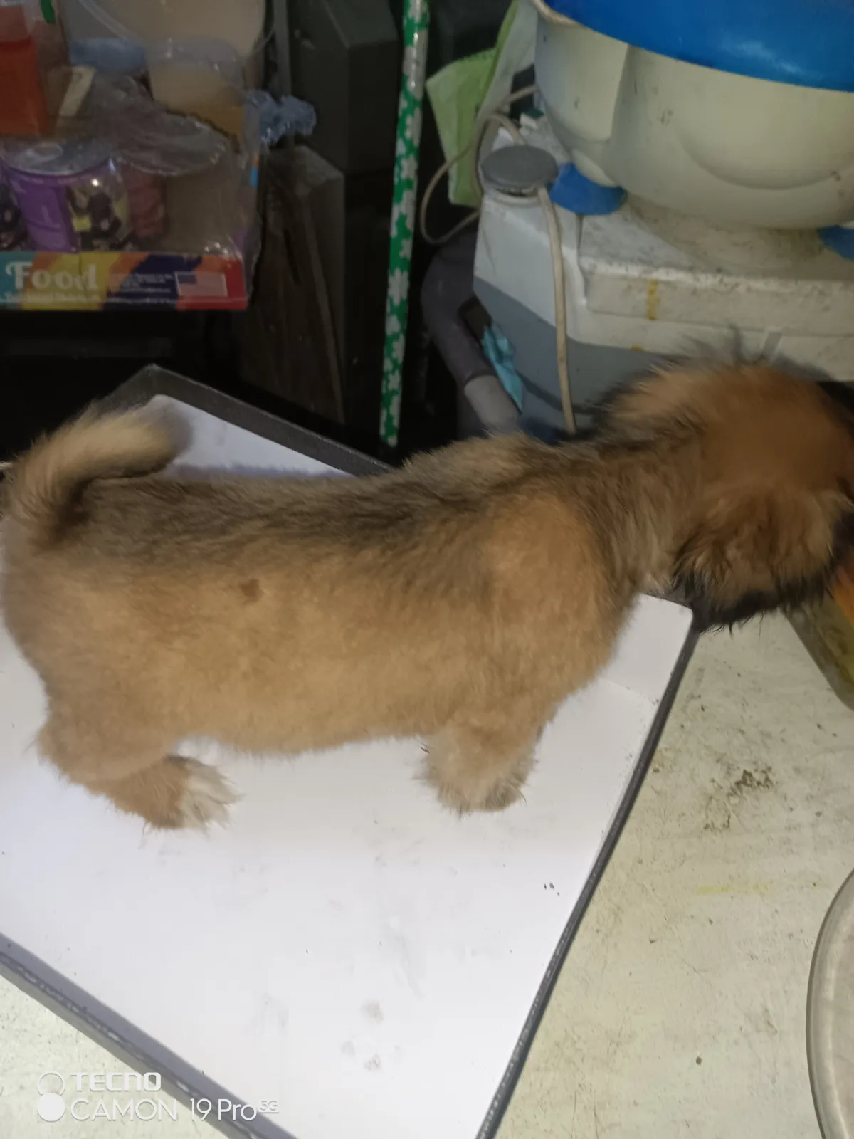 PURE BREED PUPPIES FOR SALE - Image 3