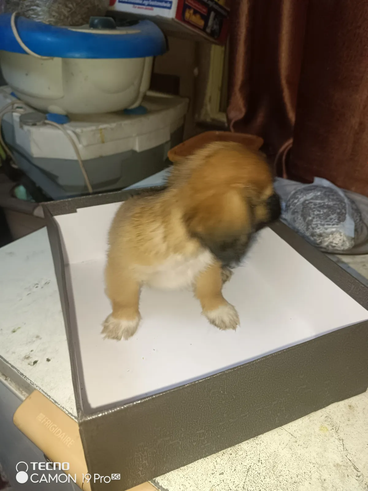 PURE BREED PUPPIES FOR SALE - Image 4