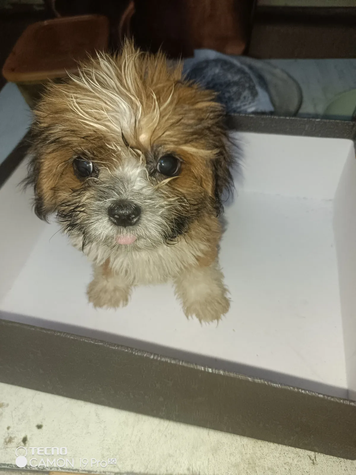PURE BREED PUPPIES FOR SALE - Image 5