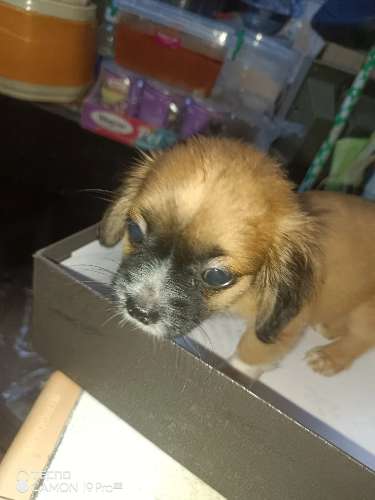 PURE BREED PUPPIES FOR SALE - Image 6